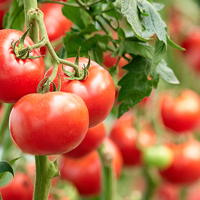 トマトの栄養を効果的にとる方法が続々判明してきた。